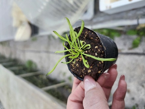 E552 2H Darlingtonia californica Y's Lab 