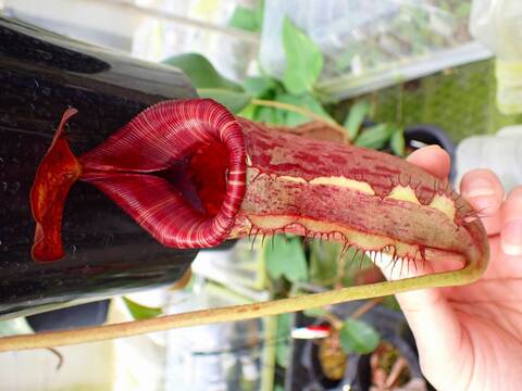 P236 1-4 N. peltata yellow phantom x lowii #NNN