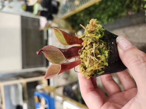 Y031 1-1 H. minor var. pilosa (Auyan) clone2 AW