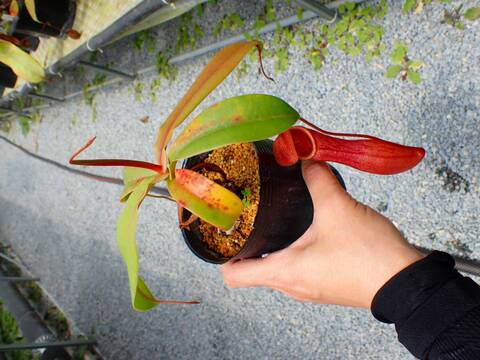 J628 5-3 N. ventricosa x merrilliana EP