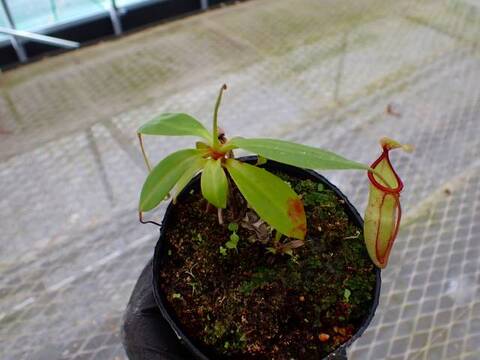 Y369 5-3 N. viking x campanulata konan
