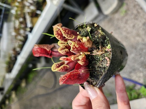 ヘリアンフォラ ネブリナエ レア種 ヘリアンフォラ ネブリナエ レア種 ヘリアンフォラ ネブリナエ