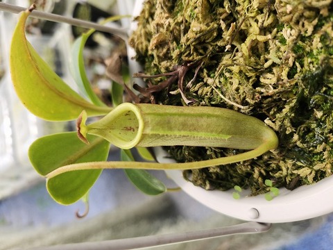 G960  5-1 N. (bicalcarata x campanulata) x lowii #NNN 