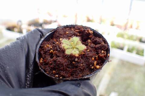 Drosera（モウセンゴケ）の商品一覧 | Y's Exotics （山田食虫植物農園）