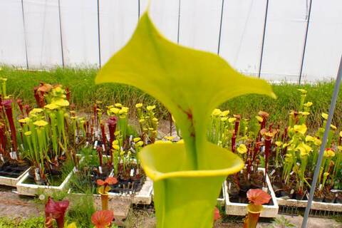 商品一覧 | Y's Exotics （山田食虫植物農園）