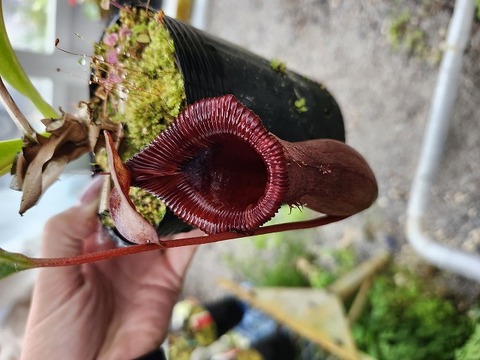 Nepenthes（ネペンテス/ウツボカズラ）の商品一覧 | Y's Exotics