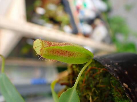 商品一覧 - Y's Exotics （山田食虫植物農園）