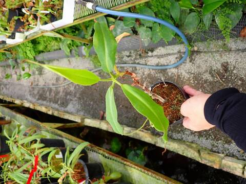 R222 1-1 #BBB N. maxima wavy stem x maxima (d) Sulawesi green Y's