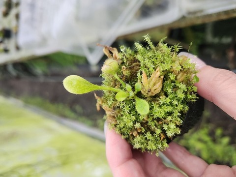 商品一覧 - Y's Exotics （山田食虫植物農園）