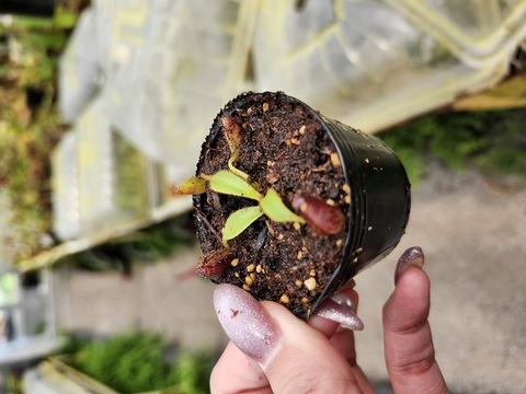 Nepenthes（ネペンテス/ウツボカズラ）の商品一覧 | Y's Exotics