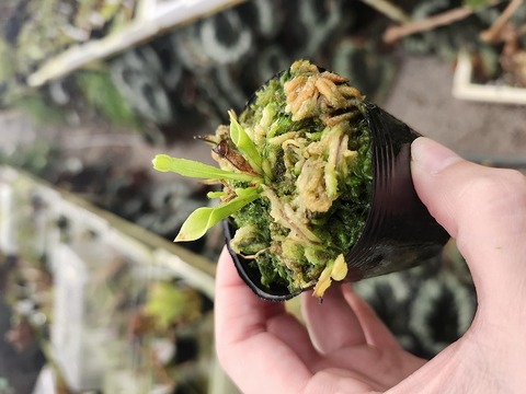 商品一覧 - Y's Exotics （山田食虫植物農園）