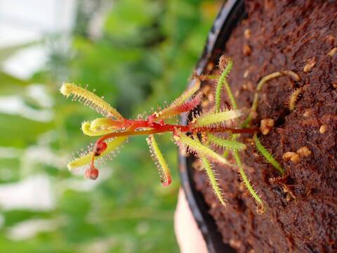 Y162 5-2 D. hartmeyeoum Y's Lab