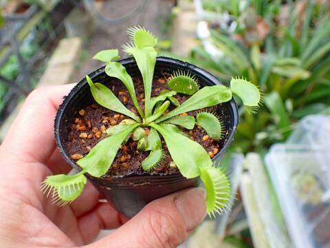 商品一覧 - Y's Exotics （山田食虫植物農園）