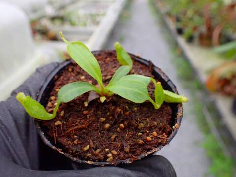 R476 5-1 [YA-170] N. clipeata Nep Gardner Y's Lab