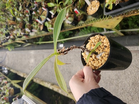 P334 1-2 N. Balmy Koto 一正園