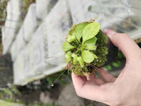 Cephalotus follicularis （フクロノユキノシタ）の商品一覧 | Y's