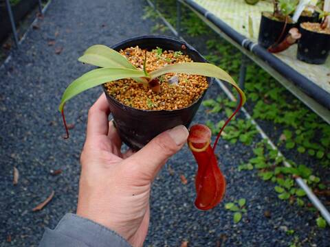 商品一覧 - Y's Exotics （山田食虫植物農園）