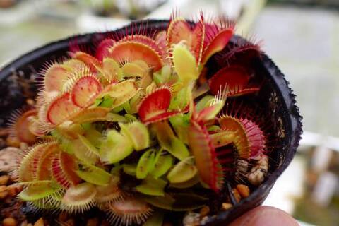 ＊●sur ● ハエトリソウ 2点＊ dショッピング |（食虫植物）ハエトリソウ 2～3号（1ポット