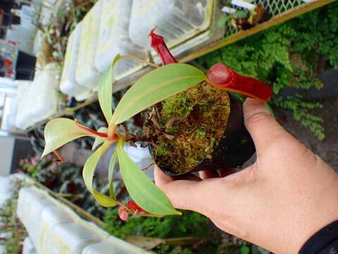 P738 1-4 N. spectabilis giant x edwardsiana #NNN