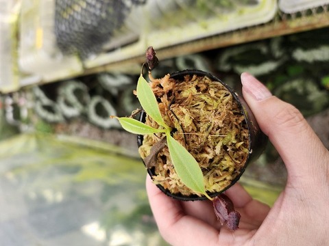商品一覧 - Y's Exotics （山田食虫植物農園）