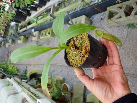 商品一覧 - Y's Exotics （山田食虫植物農園）