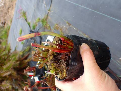 P752 H137 S. Hybrids sarracenia x moorei, Pensacola Fields, FL. Medium MK