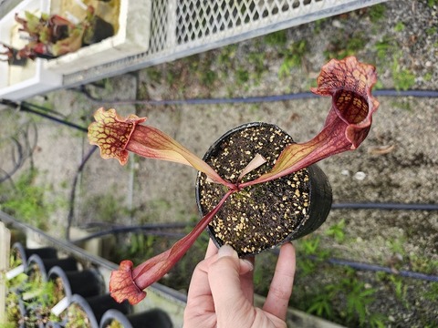 Y's Exotics （山田食虫植物農園）
