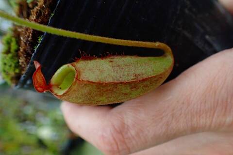 ネペンテス七種セット(宅急便発送) Nepenthes（ネペンテス/ウツボカズラ）の商品一覧 | Y's Exotics