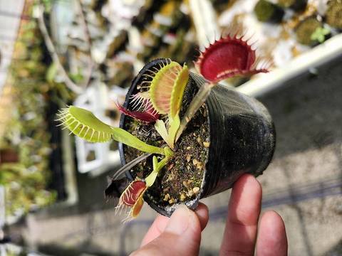 Dionaea ｍuscipula（ディオネア/ハエトリソウ）の商品一覧 | Y's Exotics （山田食虫植物農園）