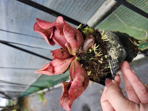 商品一覧 - Y's Exotics （山田食虫植物農園）