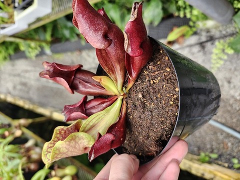 R336 1-2 S. purpurea ssp. venosa (dark red flower/pitcher No,1) Y's 