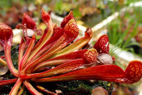 Sarracenia（サラセニア）の商品一覧 | Y's Exotics （山田食虫
