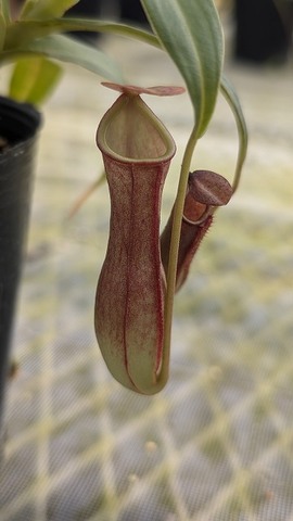 Nepenthes（ネペンテス/ウツボカズラ）の商品一覧 | Y's Exotics （山田食虫植物農園）