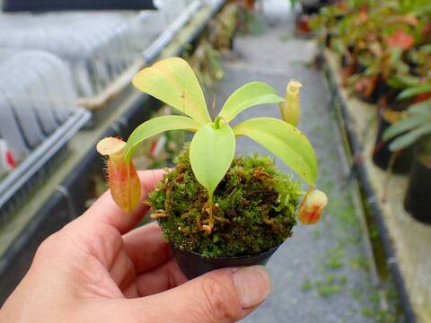 商品一覧 - Y's Exotics （山田食虫植物農園）