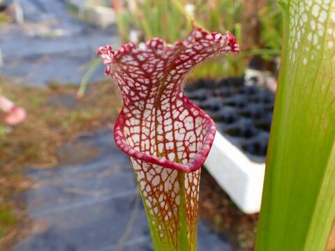 超希少　斑入りオヒルギ 商品一覧 - Y's Exotics （山田食虫植物農園）