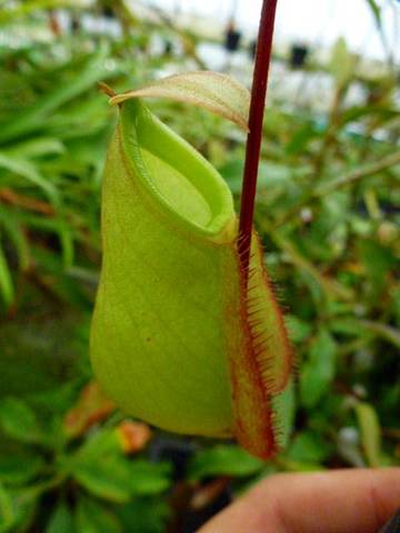 Nepenthes（ネペンテス/ウツボカズラ）の商品一覧 | Y's Exotics （山田食虫植物農園）