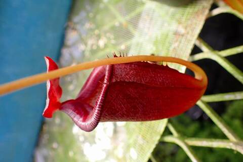 ゆうゆうネペンテス・ミランダ Nepenthes（ネペンテス/ウツボカズラ）の商品一覧 | Y's Exotics