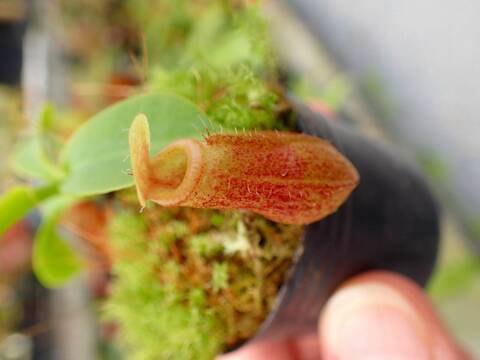 E230 5-1 N. ventricosa madja-as x rajah #NNN