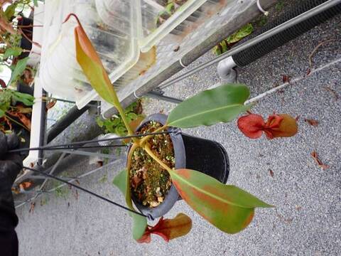 Y626 5-2 N. truncata x peltata `Red Phantom' Y's