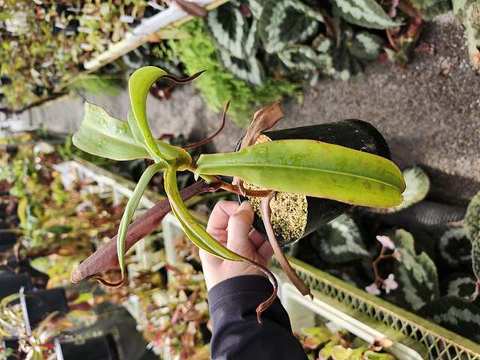 Nepenthes（ネペンテス/ウツボカズラ）の商品一覧 | Y's Exotics （山田食虫植物農園）