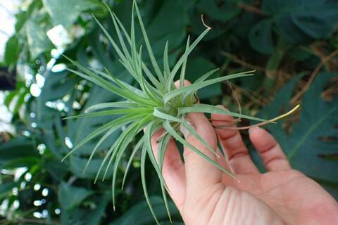 G893 3-1 T. ionantha Rubra Large TI