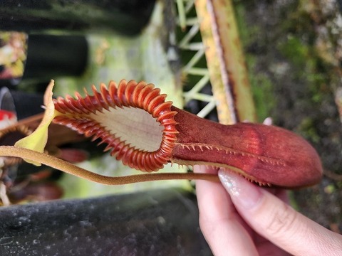 Nepenthes（ネペンテス/ウツボカズラ）の商品一覧 | Y's Exotics
