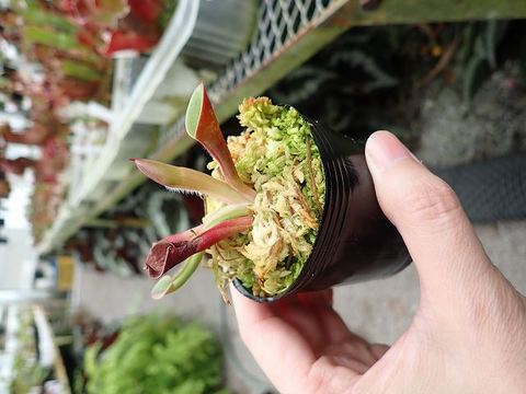 Heliamphora（ヘリアンフォラ）の商品一覧 | Y's Exotics （山田食虫植物農園）