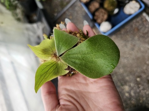 商品一覧 - Y's Exotics （山田食虫植物農園）