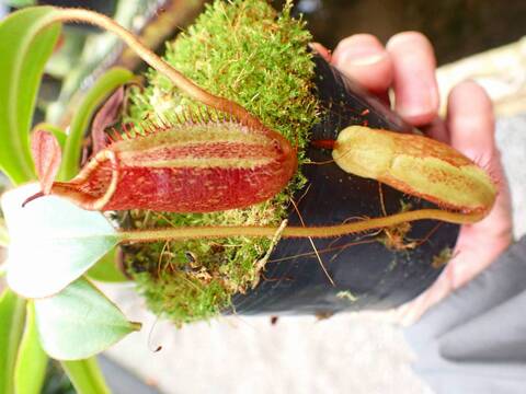 商品一覧 - Y's Exotics （山田食虫植物農園）