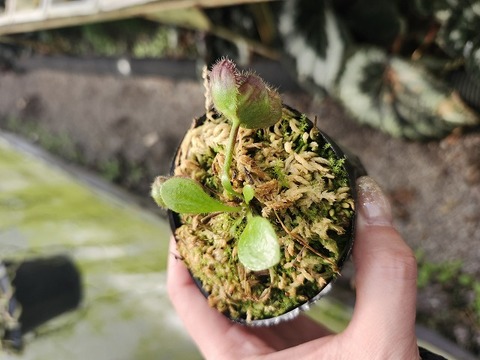 商品一覧 - Y's Exotics （山田食虫植物農園）