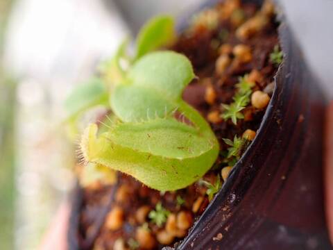 商品一覧 - Y's Exotics （山田食虫植物農園）