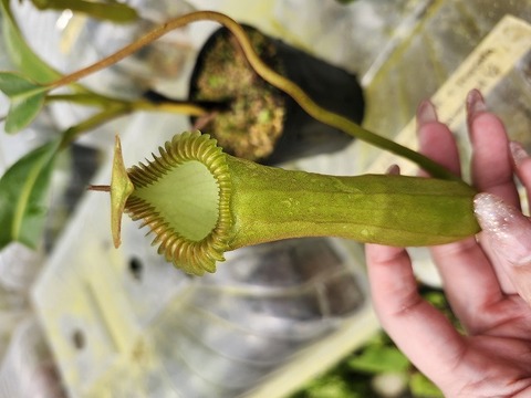 ゆうゆうネペンテス・ミランダ Nepenthes – Page 4 – CarnageFarms