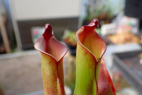 Heliamphora（ヘリアンフォラ）の商品一覧 | Y's Exotics （山田