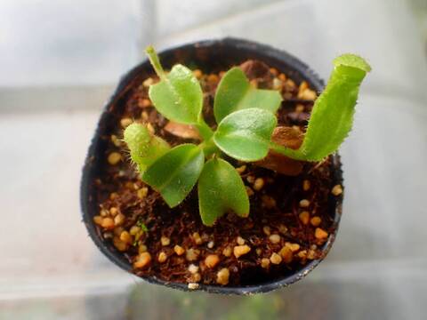 【美品】ダッチラボ abeni ＆ BACOPA JUNK FOOD item: J-32746 ポンズー